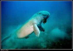 Dugong. Very lucky week with; Dugong, whaleshark, dolphin... by Dray Van Beeck 